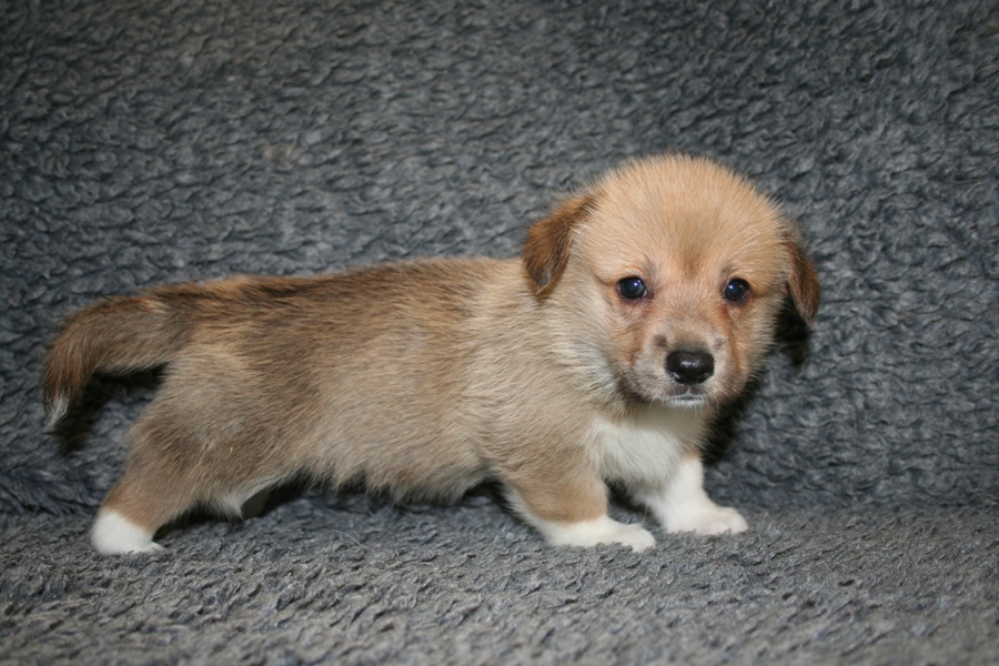 Puppies